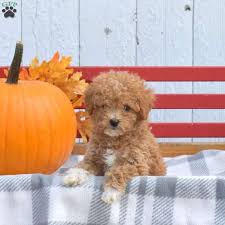 lilibet mini goldendoodle puppy for