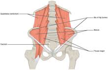 These muscles, including the gluteus maximus and the hamstrings, extend the thigh at the hip in support of the body's weight and propulsion. Lower Back Wiktionary