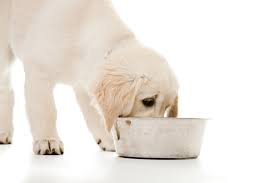The most optimal window to start introducing water and puppy food is when the puppy is around 3 to 4 weeks old. Drinking Water For Dogs Daily Care Of A Dog Dogs Guide Omlet Uk
