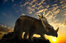 royalty free triceratops images