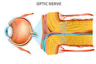 Optic Nerve - All About Vision