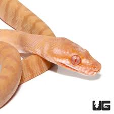 baby albino darwin s carpet pythons