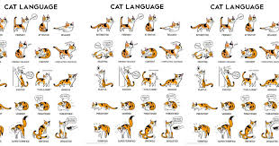 Feline Mysteries Solved With Cat Body Language Chart Cats