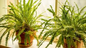 4 ferns you can grow indoors