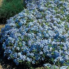 blue carpet phlox spring hill