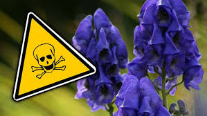 Eine vergiftung kann dadurch eintreten, dass das pflanzenmaterial durch den mund in den verdauungstrakt gelangt. Sechs Giftige Garten Pflanzen Die Todlich Sein Konnen Wetter Com
