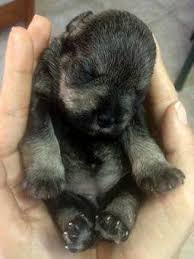 Miniature Schnauzer Birth Whelping Puppy Delivery
