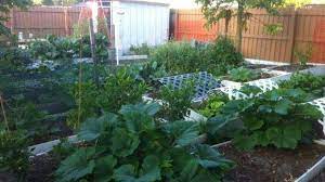 Grow A Garden Of Vegetables In Florida