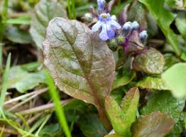 bugleweed pictures flowers leaves