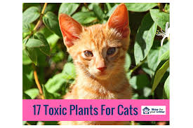 17 Toxic Plants For Cats Sitter For