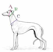 dog collar sizing chart