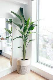 From trendy ceramic pots to classic clay pots, find the perfect plant to match your style. 20 Best Indoor Planters Stylish Indoor Plant Pots