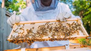 25 gifts for beekeepers guaranteed