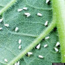 Whitefly Problems In The Garden