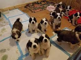 New and used items, cars, real estate, jobs, services, vacation rentals and more virtually anywhere in ontario. Saint Bernard Australian Shepherd Mix St Bernard Puppies Facebook