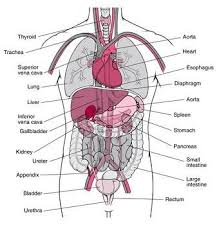 Internal Anatomy Of Woman Internal Organs Nursing