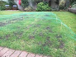 how to keep birds off newly seeded lawn