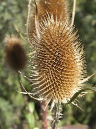 If your vine has thorns and you are having troubling killing it, it may be the common weedy vine known as smilax or greenbrier. Teasle Dried Brown Weed Outdoor Nature Meadow Thorny Prickly Thistle Autumn Pikist