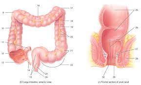 34 7 b small intestine and large