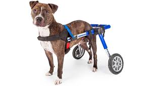 7 best dog wheelchair for