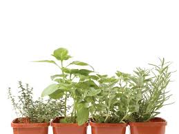 6 essentials to an indoor herb garden