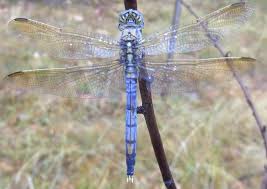 Australia Dragonflies Wildiaries