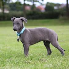 Advertise a pet for free. Whippet Pdsa