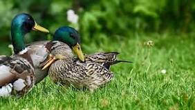are-ducks-friendly-pets