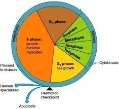 The Cell Cycle The Cell Cycle Is An Orderly Set Of Stages