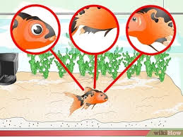How To Identify Aquarium Fish Diseases 8 Steps With Pictures