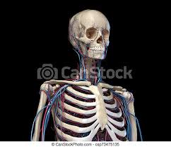 Superficial muscles of the torso male and female anatomy 1. Human Torso Anatomy Skeleton With Veins And Arteries Front Perspective View Human Anatomy Skeleton Of The Torso With Canstock