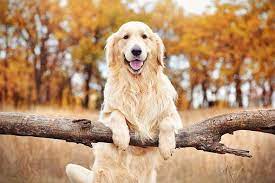 how much does a golden retriever cost