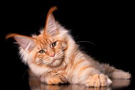 This is not only for the health of our. Maine Coon Great Pet Care
