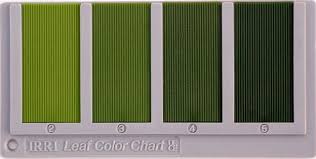 Leaf Color Chart Irri Rice Knowledge Bank