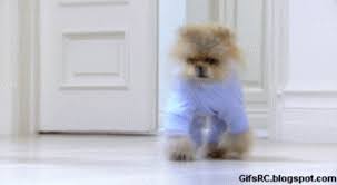 Latest and popular pyjama gifs on primogif.com. Chien Drole Chihuahua En Pyjama Dog Lol Funny Animal Image Animated Gif
