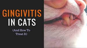 gingivitis in cats how to treat it