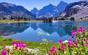 Image result for wyoming flowers