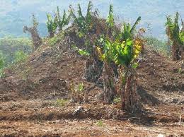 farmers practice of planting crops