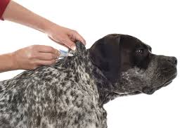 how to get rid of fleas on dogs petguide