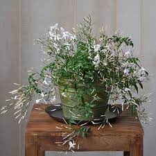 how to grow jasmine indoors white