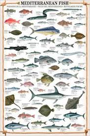 Mediterranean Fish Wall Chart Poster 61 Saltwater Species Poster Eurographics