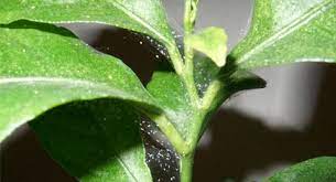 controlling spider mites in the home