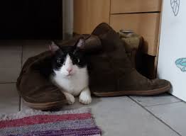 why do my boots smell like cat 3