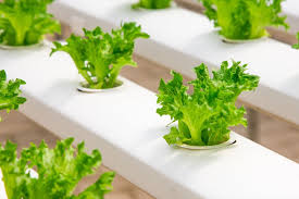 promoting hydroponics in india