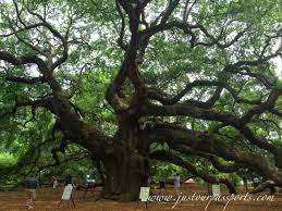 angel oak tree in johns island tours