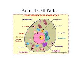 ppt parts of a cell powerpoint