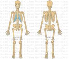 Study them within a month of your admission to college as they will strengthen your. Pin By Carolina Ramirez On Science Inspirations And Ideas Skeletal System Anatomy Human Skeletal System Human Body Systems