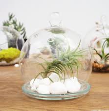 Mini Glass Cloche Bell Jar Terrarium