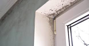 Can Mold Cause Cancer Latest Research