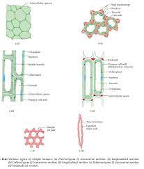 Plant Tissue - Meristematic - Simple, Complex Permanent Tissue